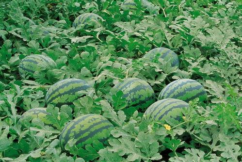 襄县吃瓜群,揭秘当地生活百态