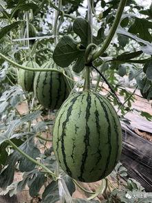 网红最近吃瓜,揭秘娱乐圈最新热点事件