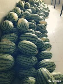 员工吃瓜视频,揭秘职场八卦背后的真相