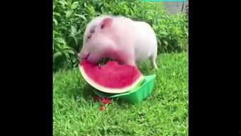 小猪猪吃瓜,小猪猪的甜蜜瓜果时光